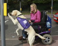 Il cane per disabili tuttofare immagini